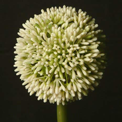 Artificial Single Allium Flower Stem