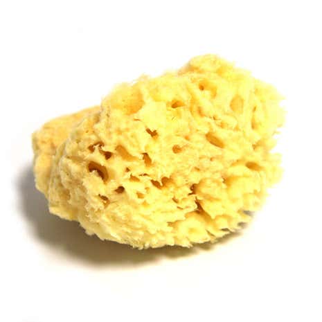 Hydrea Honeycomb Natural Sponge