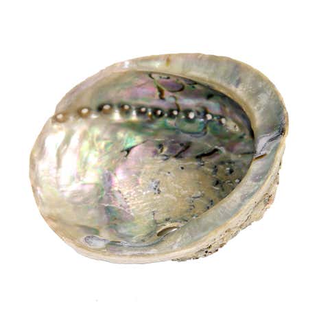 Hydrea Large Decorative Shell