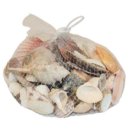 Coastal Decorative Shells