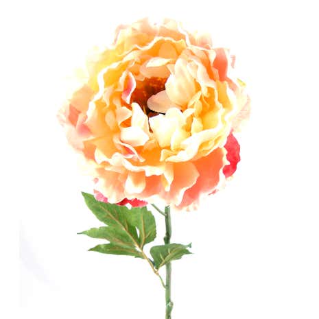 Giant Peony