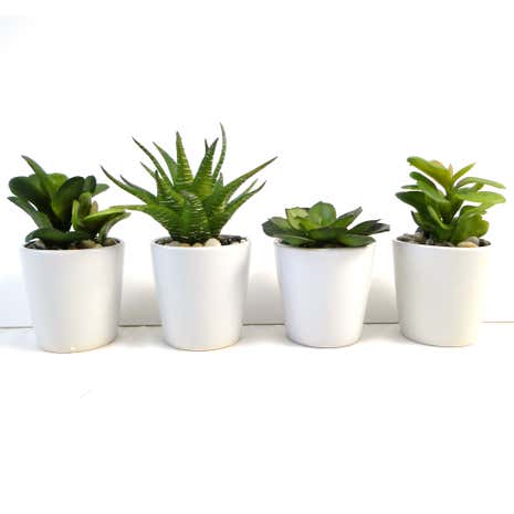 Green Succulent Plant In Ceramic Pot