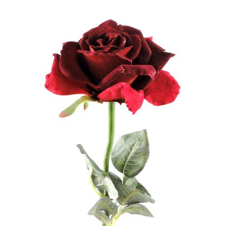 Heavy Velvet Rose
