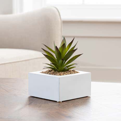 Succulent Potted Cactus