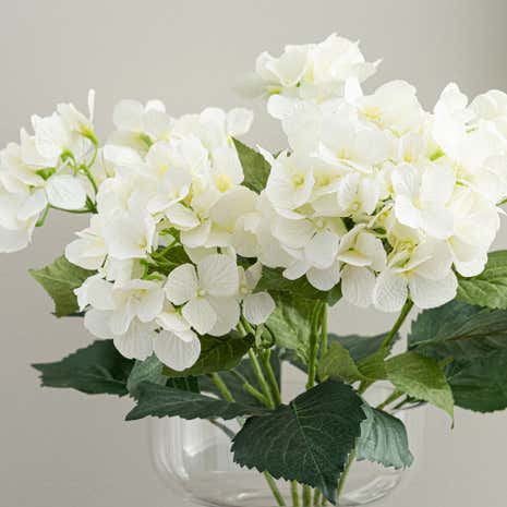 Cream Hydrangea Bush