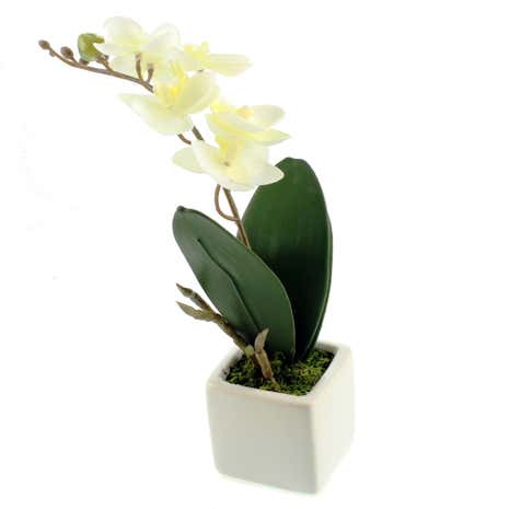 Cream Orchid in Gold Square Pot