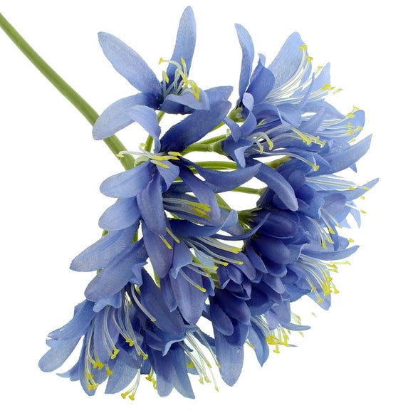 Blue Agapanthus Stem