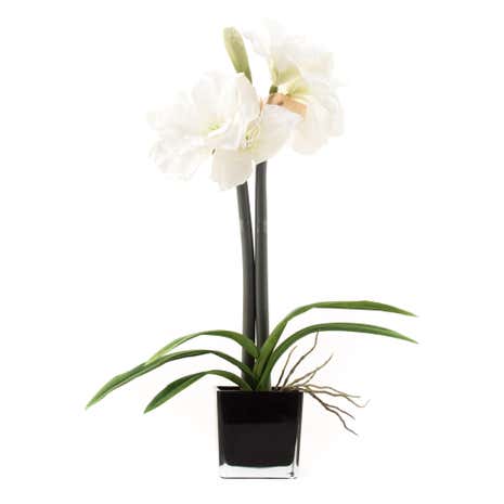 5A Fifth Avenue Amaryllis in Black Cube Vase