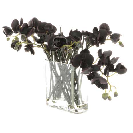 5A Fifth Avenue Black Phalaenopsis in Glass