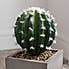 Cactus in Wood Planter Green