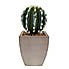 Cactus in Wood Planter Green