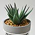 Aloe Vera Succulent in Grey Tripod Pot Green