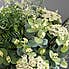 Florals Forever Darcy Foliage Luxury Bouquet Green 58cm Green