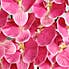 Fuchsia Real Touch Phalaenopsis 3 Pack Pink