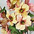 Peach Real Touch Hellebore 3 Pack Pink