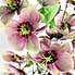 Purple Real Touch Hellebore 3 Pack Purple