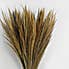 Bundle of 6 Dried Broom Grass 100cm Natural  Natural