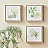Set of 3 Plants Canvases MultiColoured