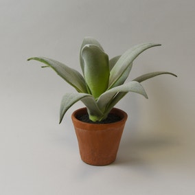 Open Succulent Terracotta Pot 22cm