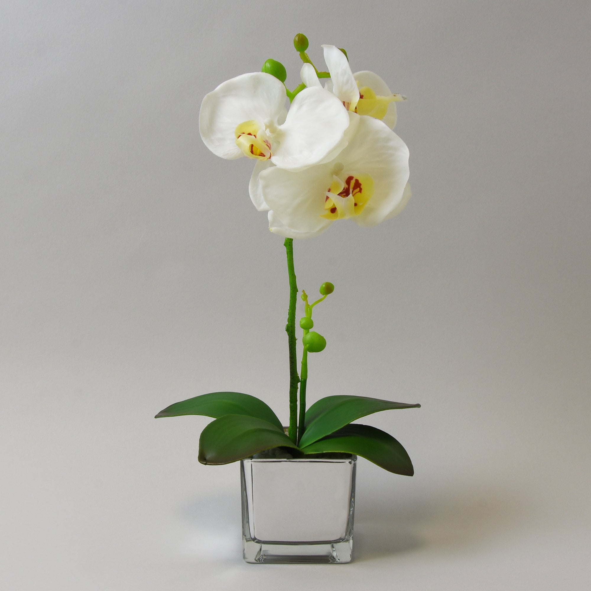 White Orchid in Silver Glass Pot 34cm | Dunelm