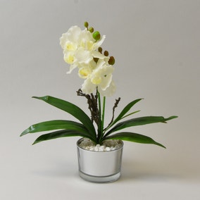 Cream Orchid in Silver Glass Pot 26cm