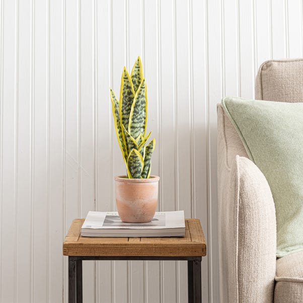 Artificial Sansevieria in Terracotta Plant Pot image 1 of 5