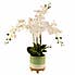 Triple Orchid in Ceramic Pot White