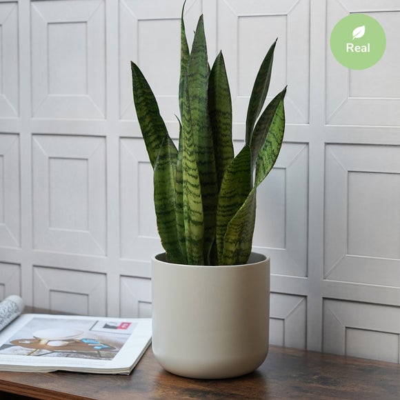 Indoor Plants | Dunelm