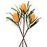 Orange Ashby's Banksia Stems 3 Pack Orange