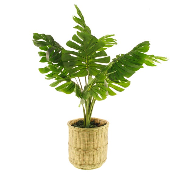 Monstera in Bamboo Basket Dunelm