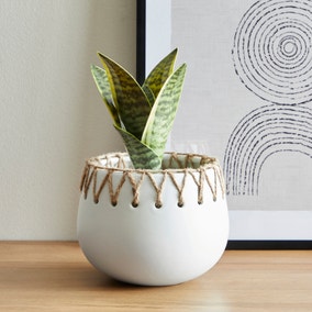 Jute Detailed Pot with Plant