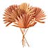 Bundle of 6 Dried Sun Spear Pink Pink