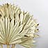 Pack of 6 Gold Dried Sun Spear Bundle Gold