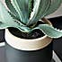 Aloe Vera in Black Pot 36cm Black