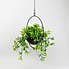 Industrial Round Black Hanging Plant  Green