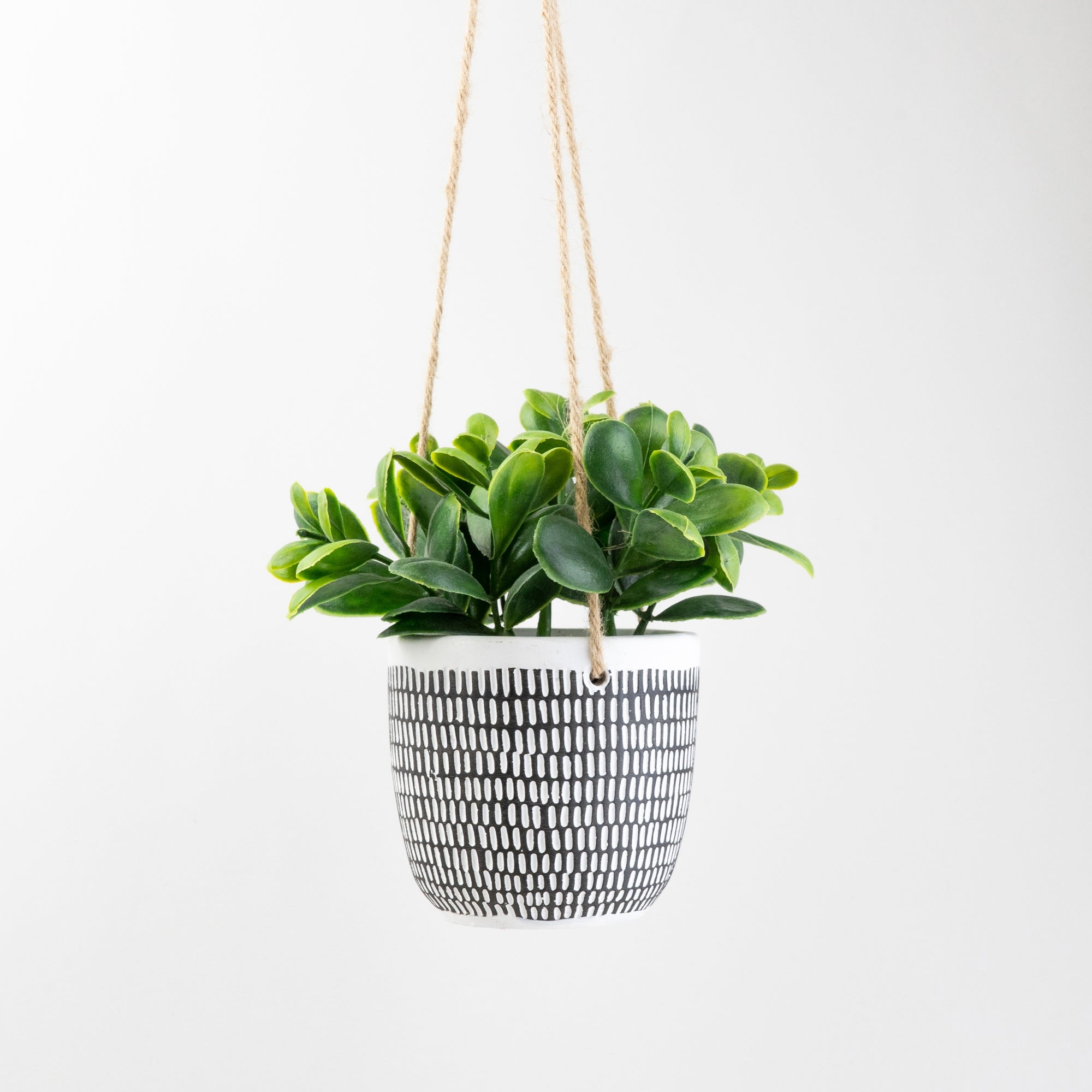 Hanging Plant In Cement Pot Blackwhite