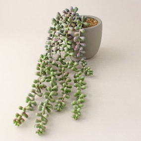 Green Artificial String of Pearls in Cement Pot