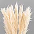 Pack of 12 Dried Bleached Nanal Bundle Ivory