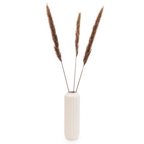 Pack of 3 Natural Real Pampas Grass Stems