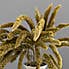 Dried Setaria Macrostachia 50cm Natural Bundle Natural