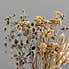 Dried 55cm Natural Bouquet Mixed with Achillea Natural