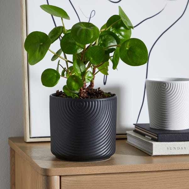 Ceramic Plant Pot Luxe Black  undefined