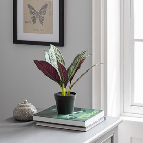 Artificial Chinese Evergreen in Black Pot 30cm