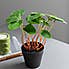 Artificial Chinese Money Plant in Black Pot 24cm Green