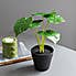 Artificial Cheese Plant in Black Pot 24cm Green