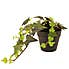 Artificial Trailing Ivy in Black Pot 45cm Green