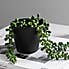 Artificial Trailing String of Pearls in Black Pot Green