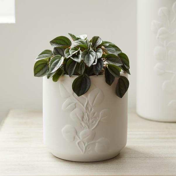 Eucalyptus Embossed Ceramic Plant Pot White