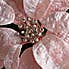 Pink Poinsettia Clip Pink
