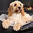 Scruffs Pet Windsor Box Bed Charcoal undefined